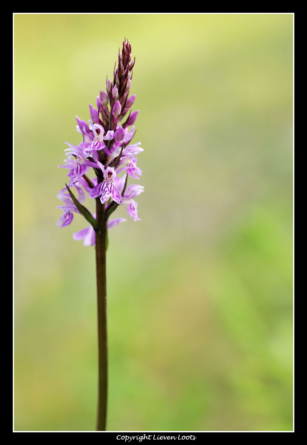 alcune foto di Cypripedium calceolus (Scarpetta di Venere)